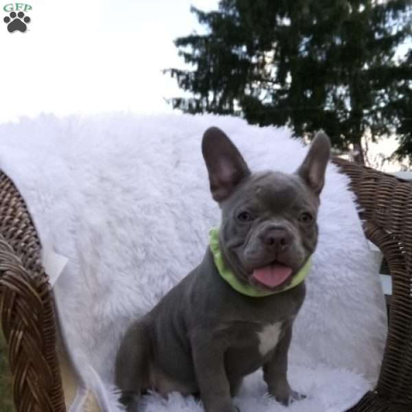 Grady, Frenchton Puppy